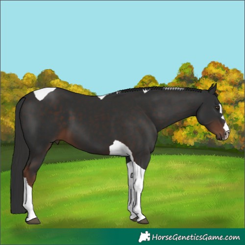Horse Color:Liver Chestnut Tobiano 