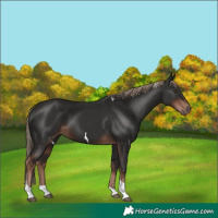 Horse Color:Liver Chestnut Tobiano 