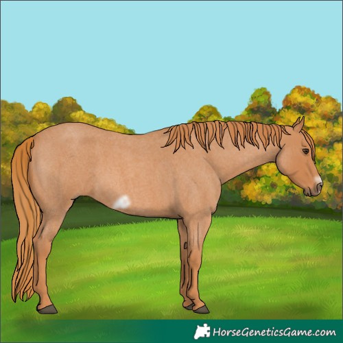 Horse Color:Red Roan Frame