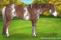 Horse Color:White Spotted Chestnut Sabino
