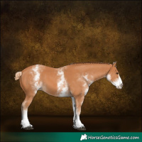 Horse Color:White Spotted Chestnut 