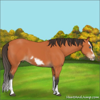 Horse Color:Bay Splash Frame and Bay Splash Frame