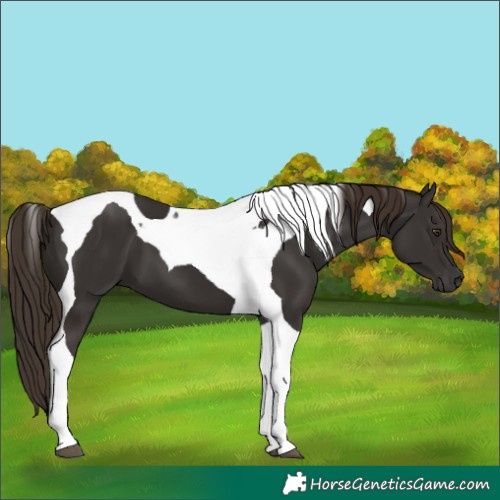 Horse Color:Liver Chestnut Tobiano