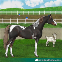 Horse Color:Liver Chestnut Tobiano 