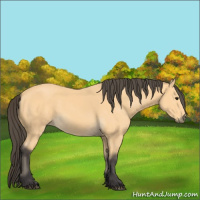 Horse Color:Buckskin 