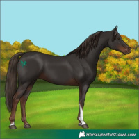 Horse Color:Liver Chestnut Tobiano 