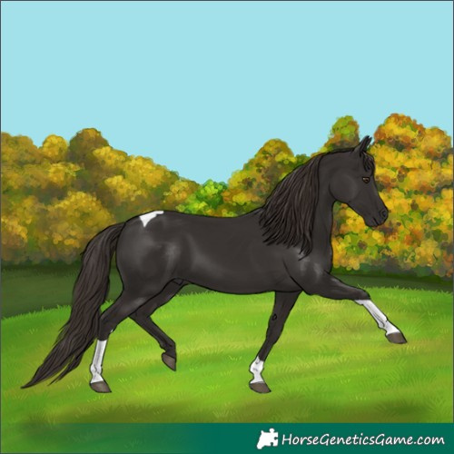 Horse Color:Liver Chestnut Tobiano 