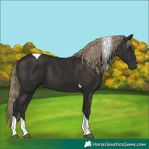 Horse Color:Liver Chestnut Tobiano