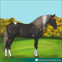 Horse Color:Liver Chestnut Tobiano