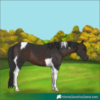 Horse Color:Brown Tobiano