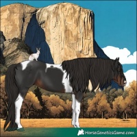 Horse Color:Liver Chestnut Tobiano 