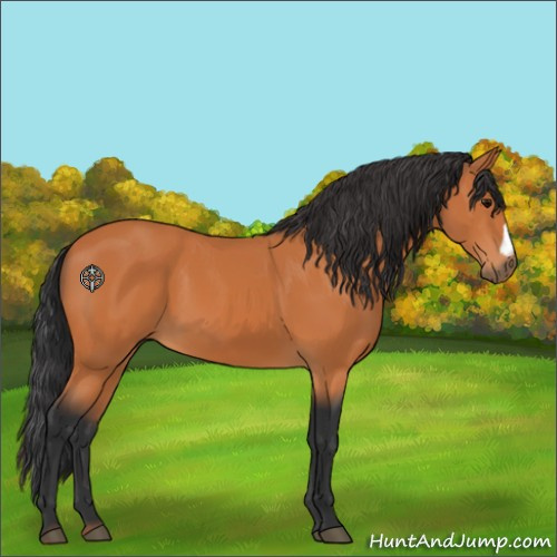 Horse Color:Bay 