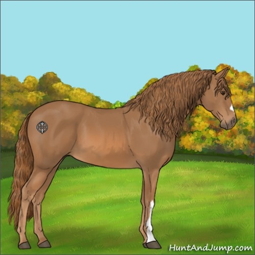 Horse Color:Chestnut 