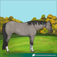 Horse Color:Grullo Roan Tobiano 