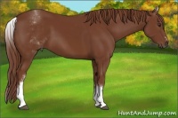 Horse Color:White Spotted Chestnut Sabino
