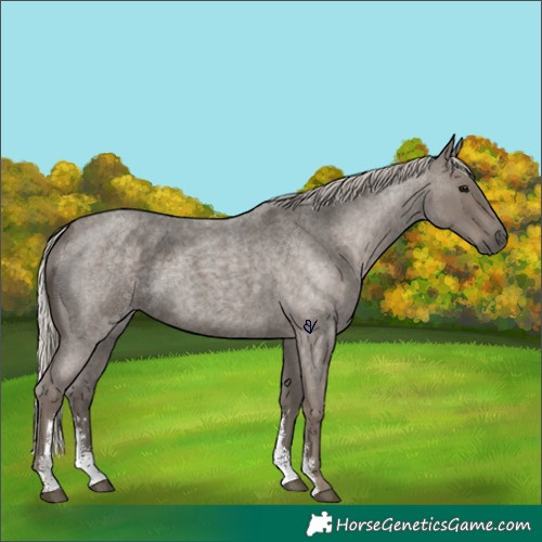 Horse Color:Silver Blue Roan Sabino 