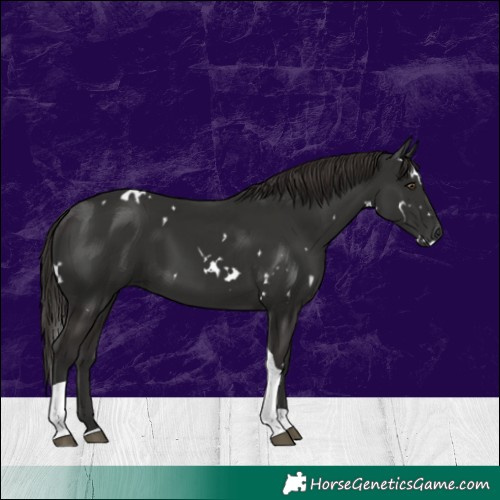 Horse Color:White Spotted Liver Chestnut Tobiano 