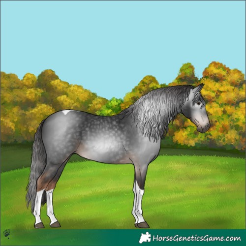 Horse Color:Gray Liver Chestnut Tobiano