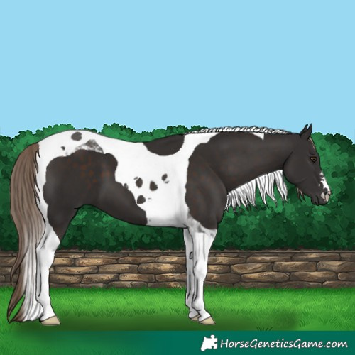 Horse Color:Liver Chestnut Tobiano