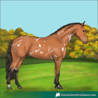 Horse Color:White Spotted Bay 