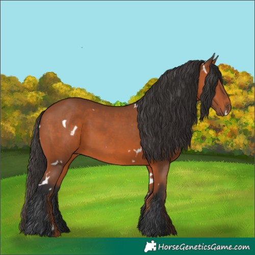 Horse Color:White Spotted Bay 