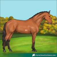 Horse Color:Bay Frame 