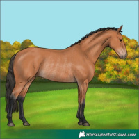 Horse Color:Bay Rabicano 