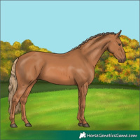 Horse Color:Chestnut 