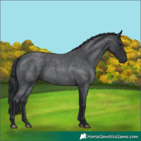 Horse Color:Blue Roan 