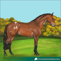 Horse Color:White Spotted Bay 