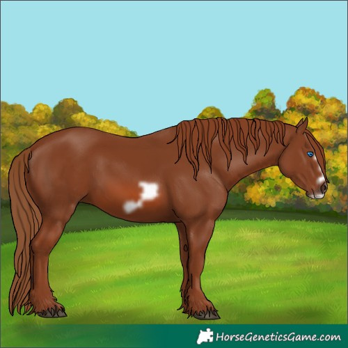 Horse Color:Chestnut Frame