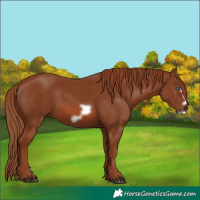 Horse Color:Chestnut Frame 