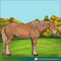 Horse Color:Chestnut 