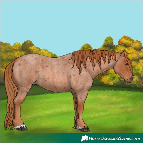 Horse Color:Red Roan