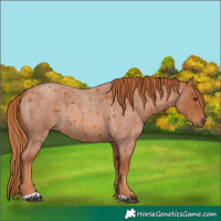 Horse Color:Red Roan 