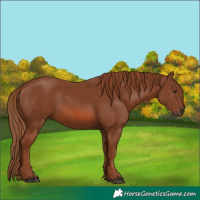 Horse Color:Chestnut 