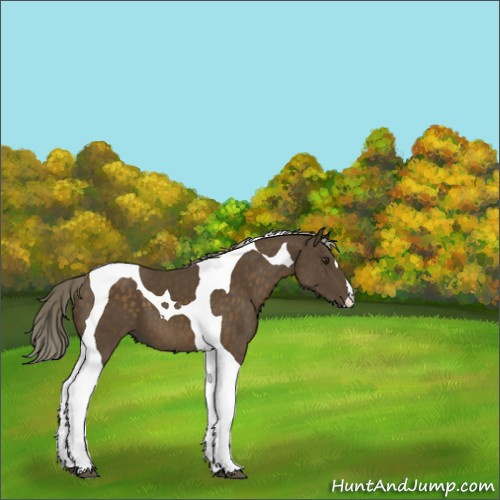 Horse Color:Chocolate Palomino Tobiano 