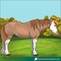 Horse Color:Red Roan Splash 