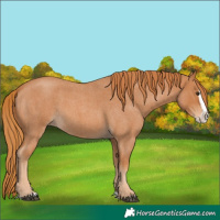 Horse Color:Red Roan Splash 