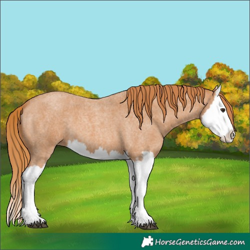 Horse Color:Red Roan Splash