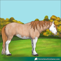 Horse Color:Red Roan Splash 
