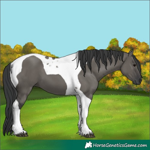 Horse Color:Grullo Tobiano 