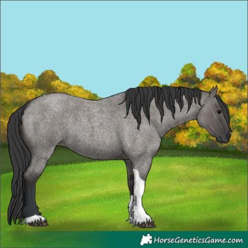 Horse Color:Grullo Roan Tobiano 