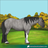 Horse Color:Grullo Roan Tobiano 
