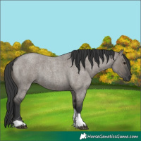 Horse Color:Grullo Roan Tobiano