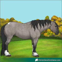 Horse Color:Grullo Roan Tobiano 