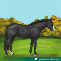 Horse Color:Black Splash