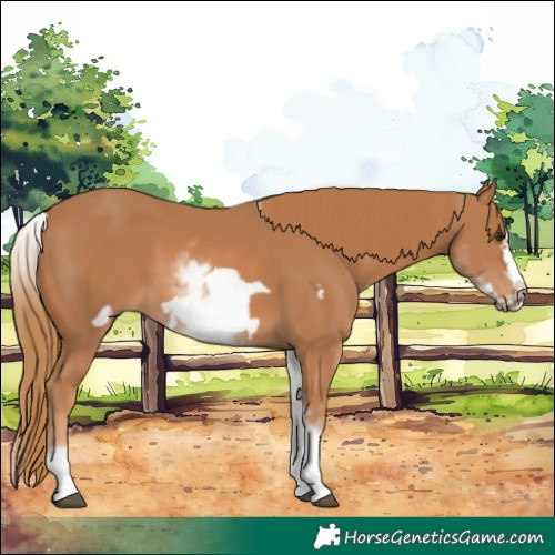 Horse Color:White Spotted Chestnut Frame
