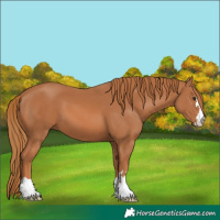 Horse Color:Chestnut 