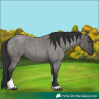 Horse Color:Grullo Roan Tobiano 